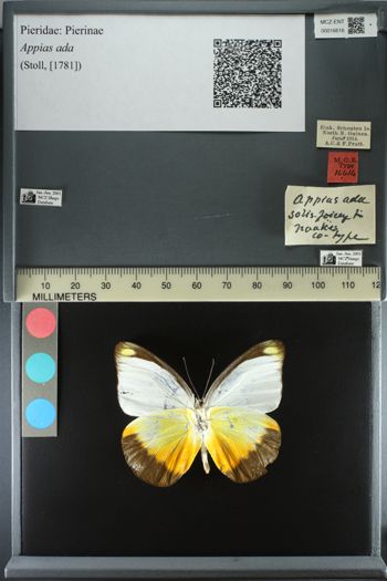 Media type: image;   Entomology 16616